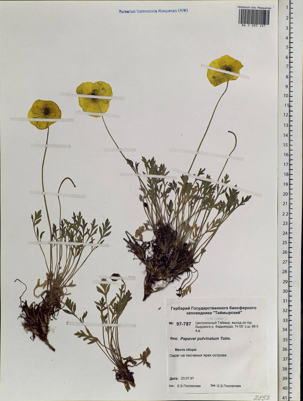 Oreomecon pulvinata (Tolm.) Krivenko, Siberia, Central Siberia (S3) (Russia)