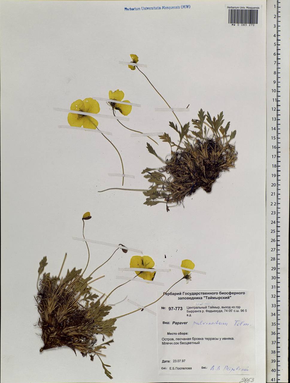 Oreomecon pulvinata (Tolm.) Krivenko, Siberia, Central Siberia (S3) (Russia)
