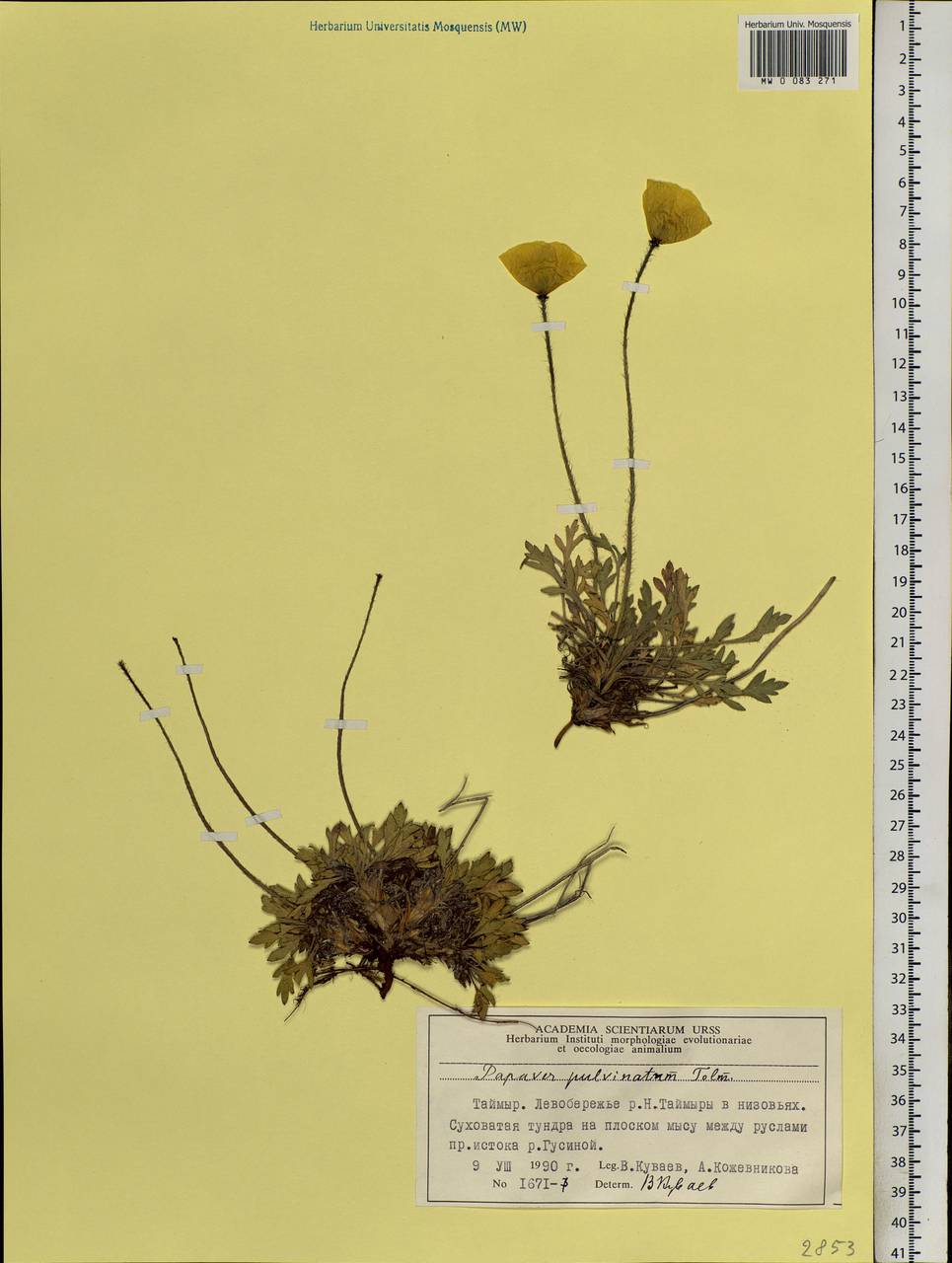 Oreomecon pulvinata subsp. pulvinata, Siberia, Central Siberia (S3) (Russia)