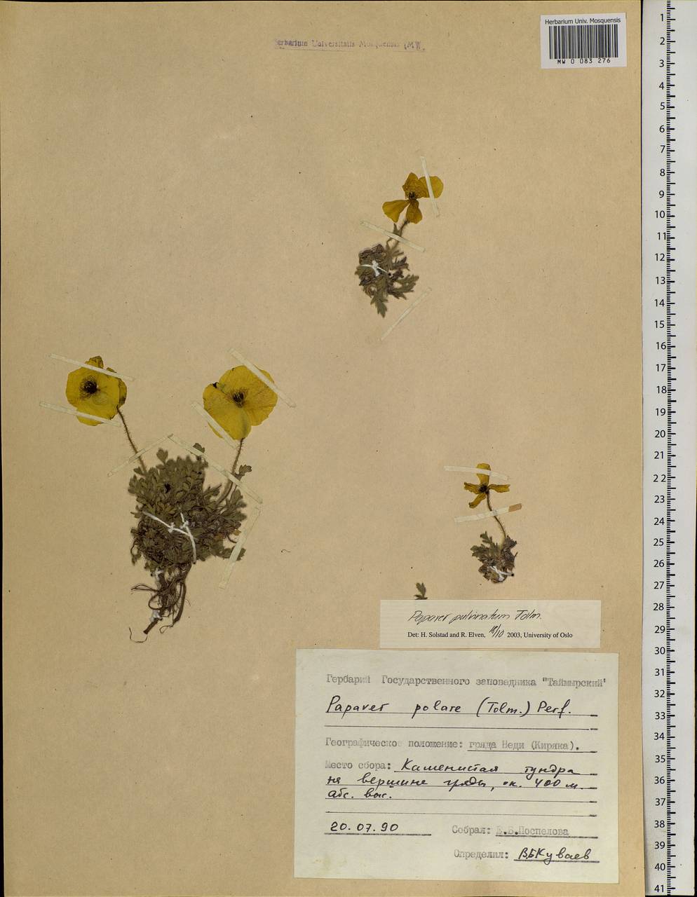 Oreomecon pulvinata (Tolm.) Krivenko, Siberia, Central Siberia (S3) (Russia)