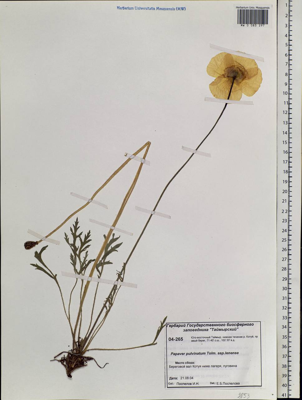 Oreomecon pulvinata (Tolm.) Krivenko, Siberia, Central Siberia (S3) (Russia)