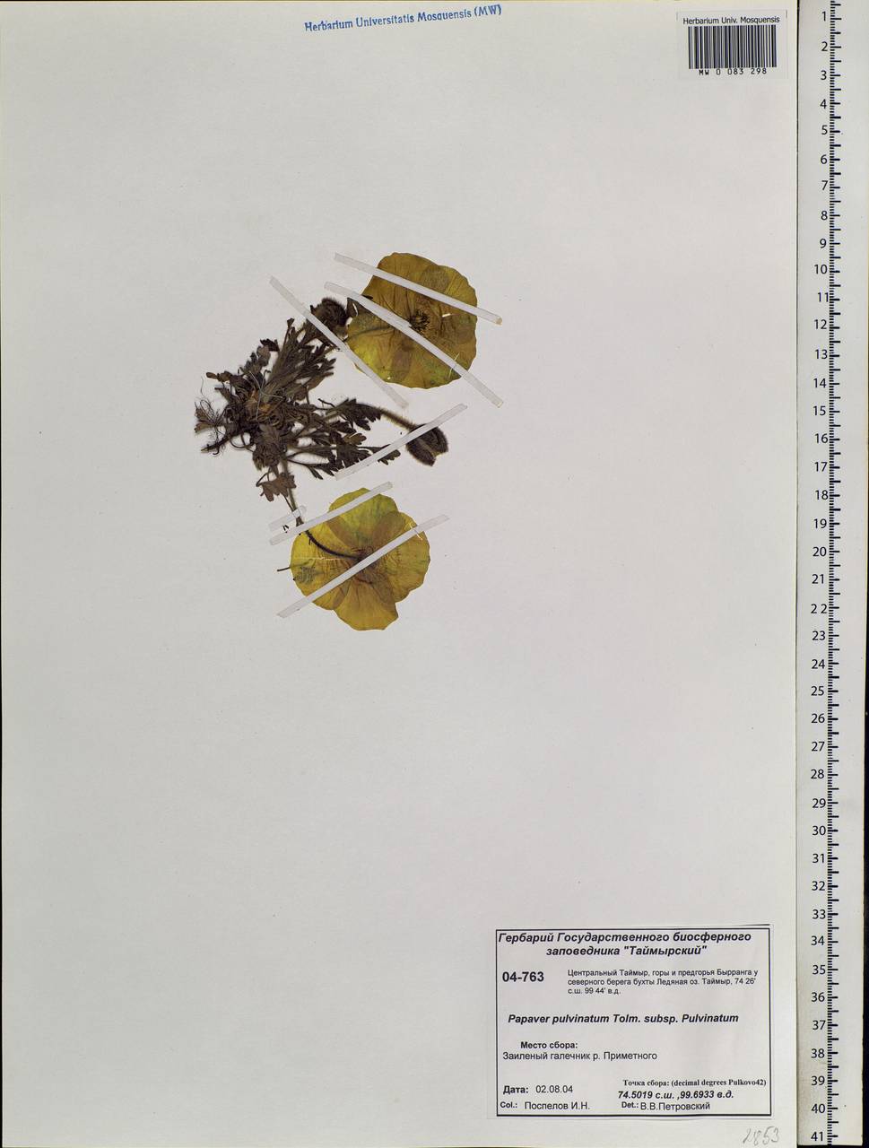 Oreomecon pulvinata (Tolm.) Krivenko, Siberia, Central Siberia (S3) (Russia)