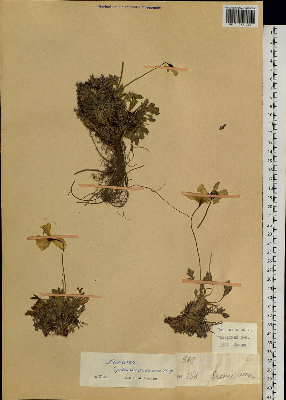 Papaver canescens Tolm., Siberia, Baikal & Transbaikal region (S4) (Russia)