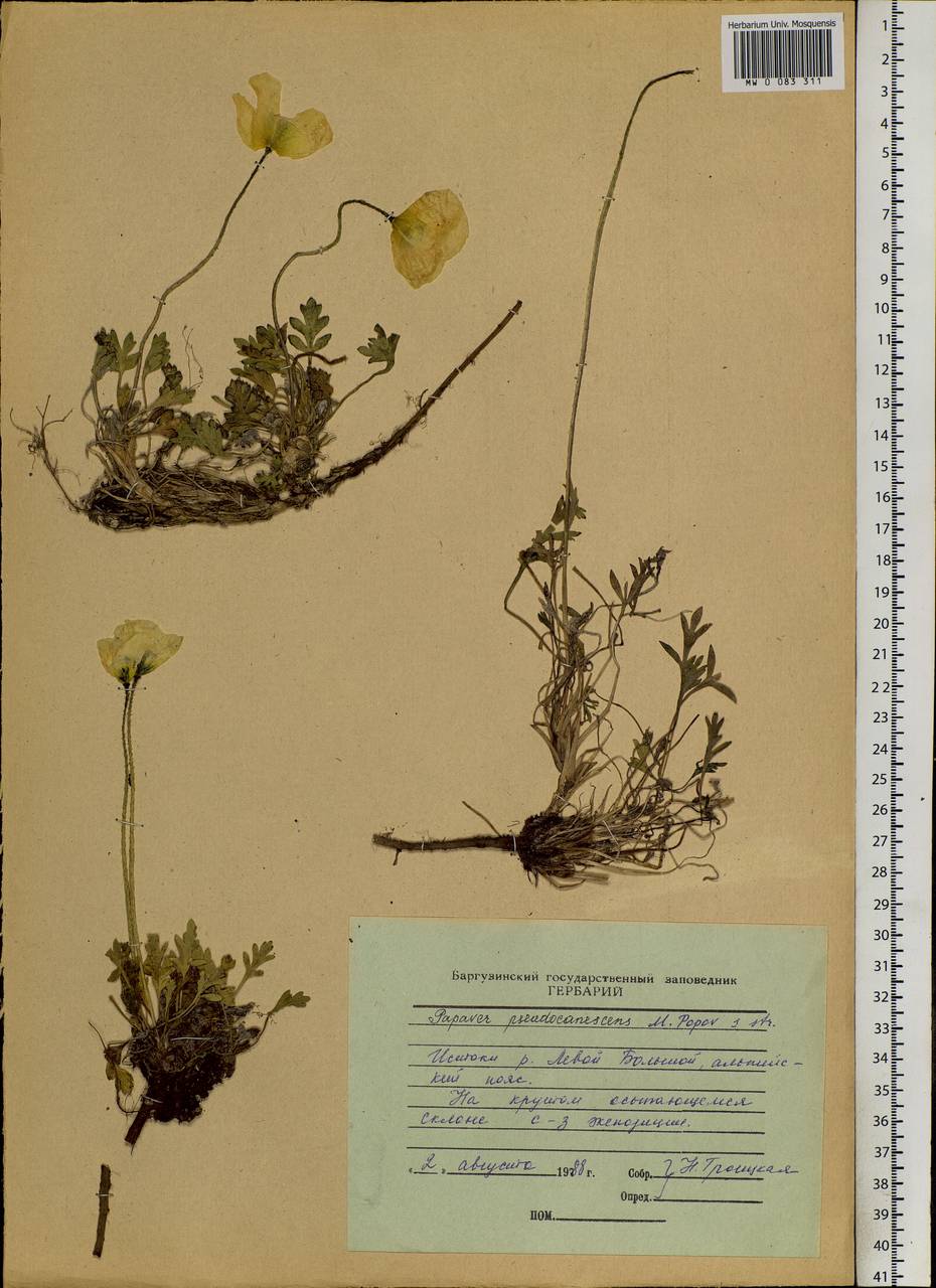 Papaver canescens Tolm., Siberia, Baikal & Transbaikal region (S4) (Russia)