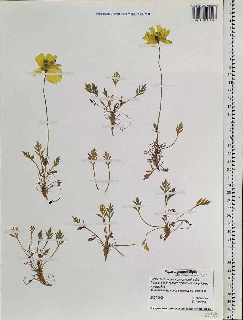 Papaver canescens Tolm., Siberia, Baikal & Transbaikal region (S4) (Russia)