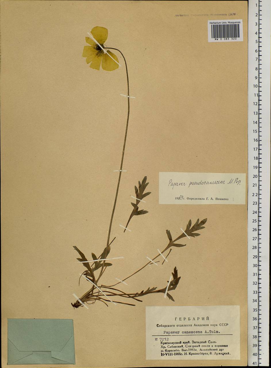 Papaver canescens Tolm., Siberia, Altai & Sayany Mountains (S2) (Russia)