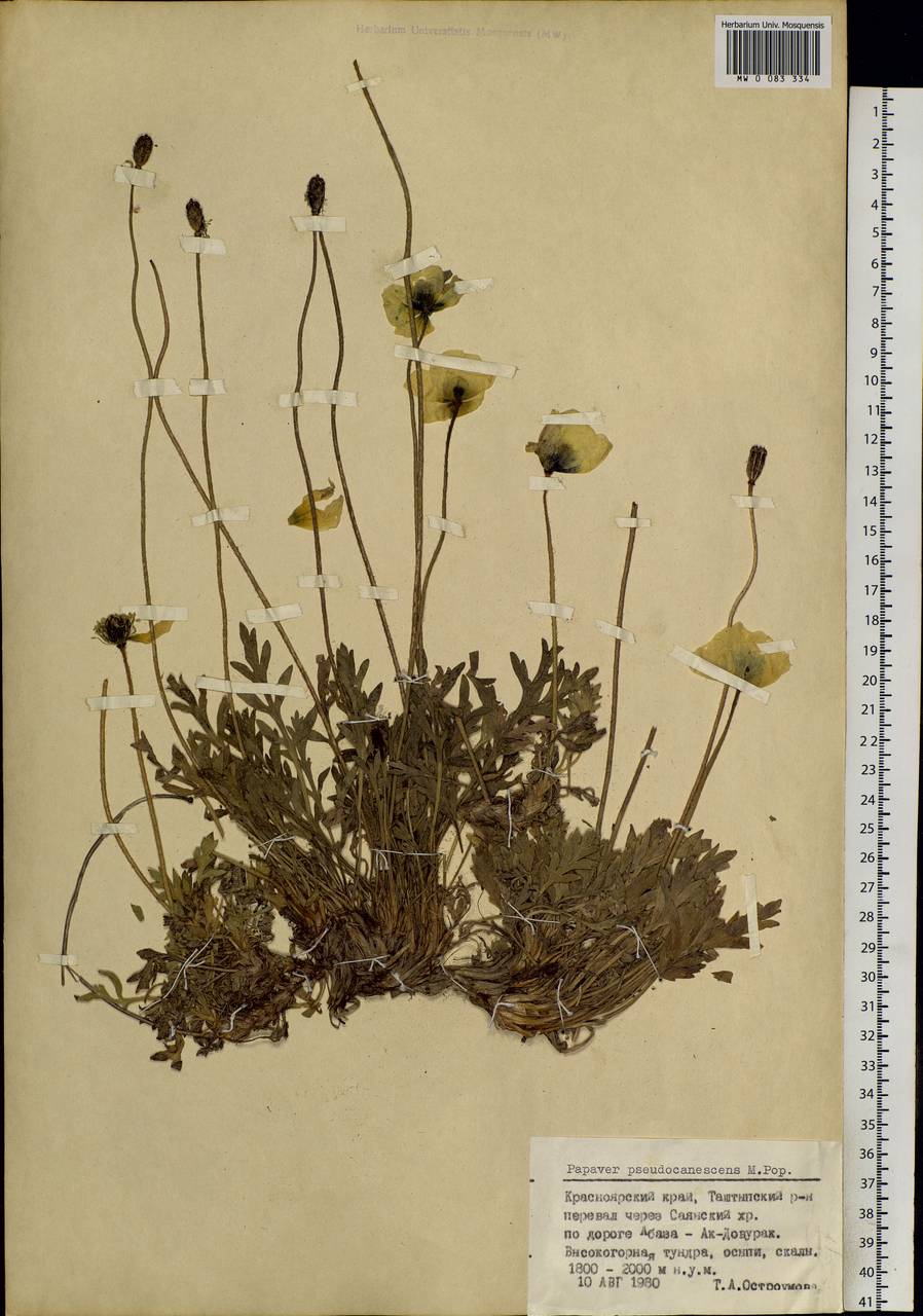 Papaver canescens Tolm., Siberia, Altai & Sayany Mountains (S2) (Russia)