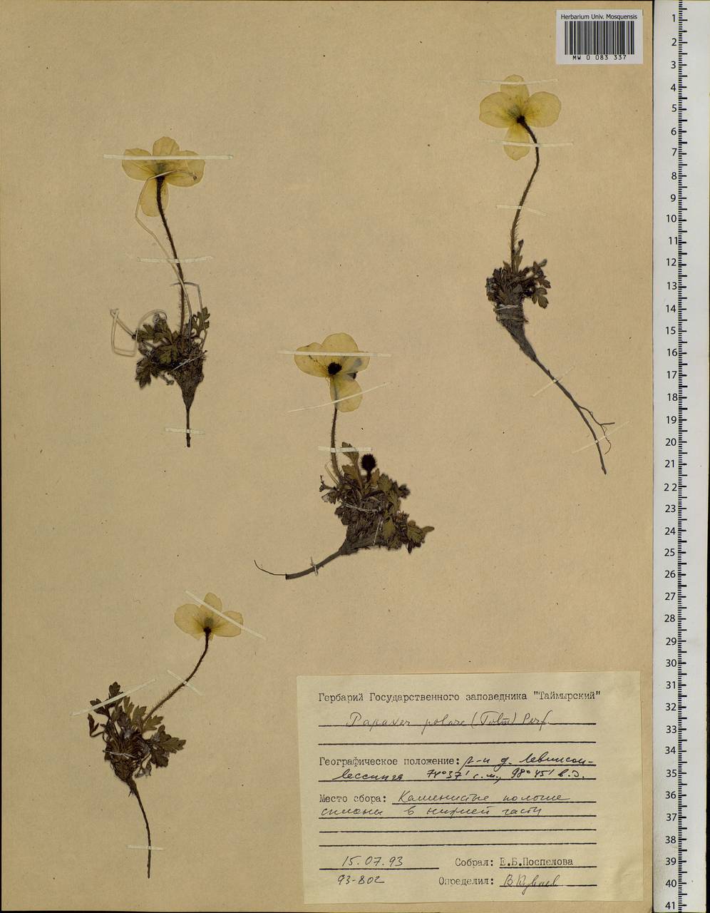 Papaver radicatum subsp. polare Tolm., Siberia, Central Siberia (S3) (Russia)