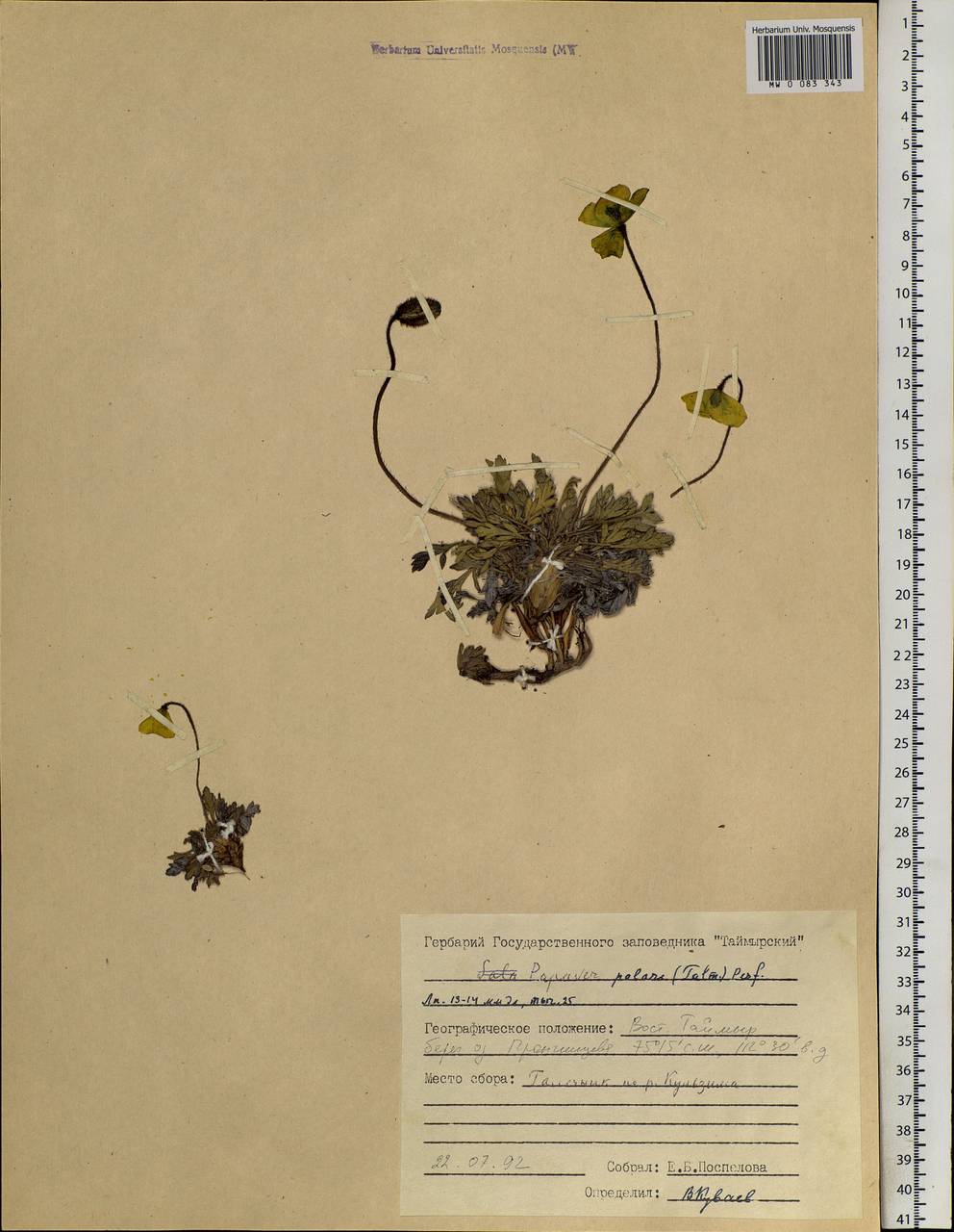 Papaver radicatum subsp. polare Tolm., Siberia, Central Siberia (S3) (Russia)