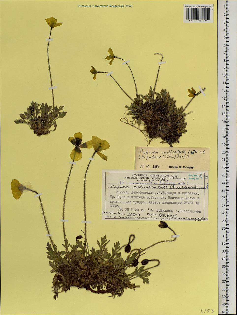 Papaver radicatum subsp. polare Tolm., Siberia, Central Siberia (S3) (Russia)