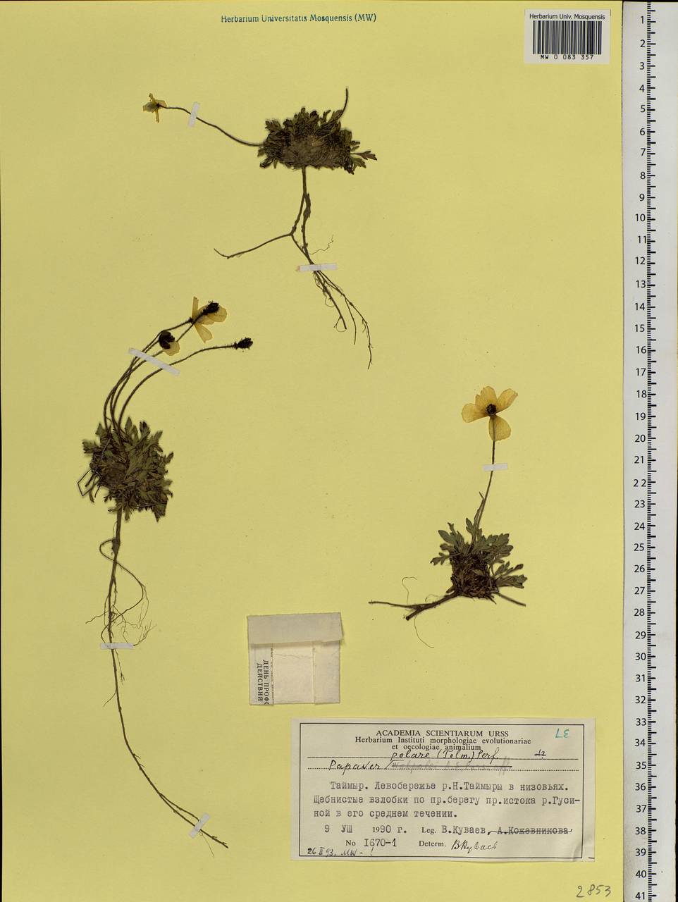 Papaver radicatum subsp. polare Tolm., Siberia, Central Siberia (S3) (Russia)