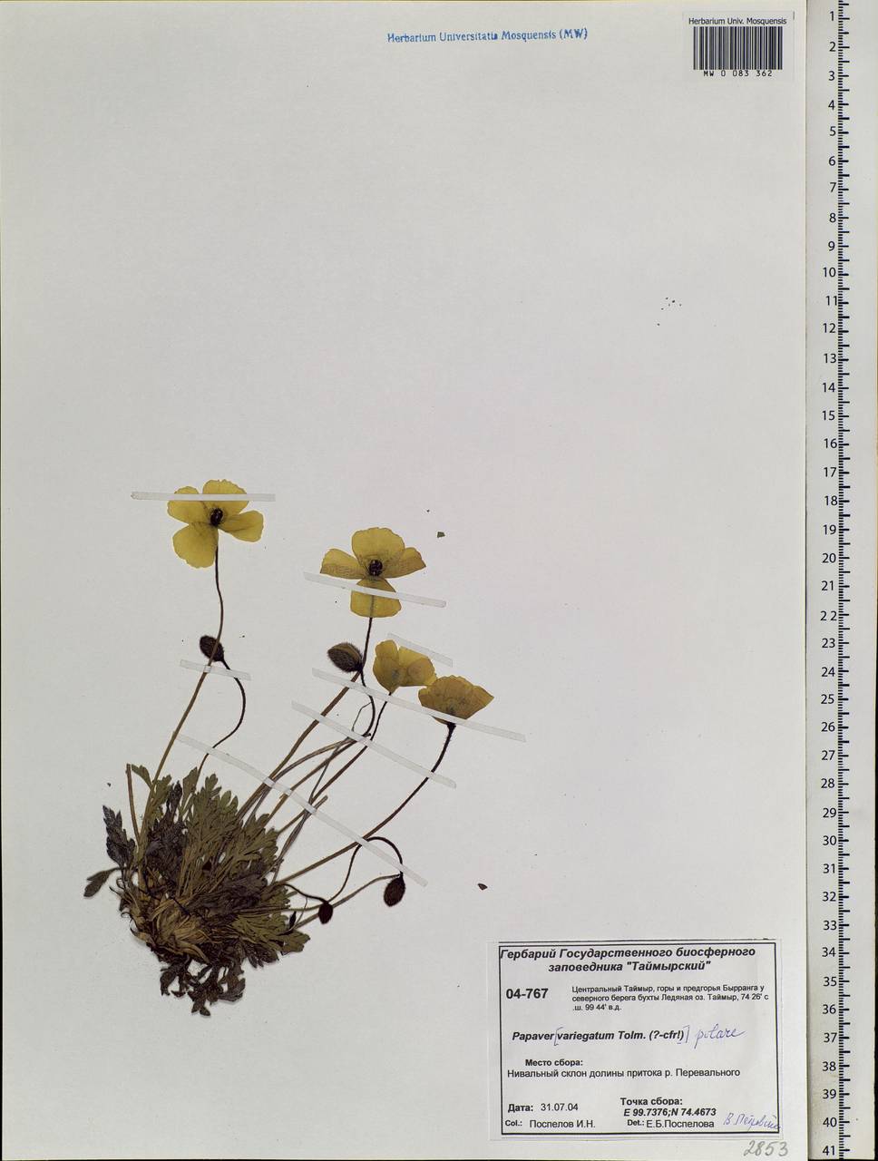 Papaver radicatum subsp. polare Tolm., Siberia, Central Siberia (S3) (Russia)