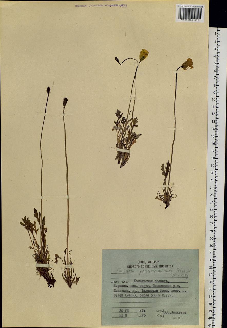 Oreomecon paucistamina (Tolm. & V. V. Petrovsky) Krivenko, Siberia, Chukotka & Kamchatka (S7) (Russia)