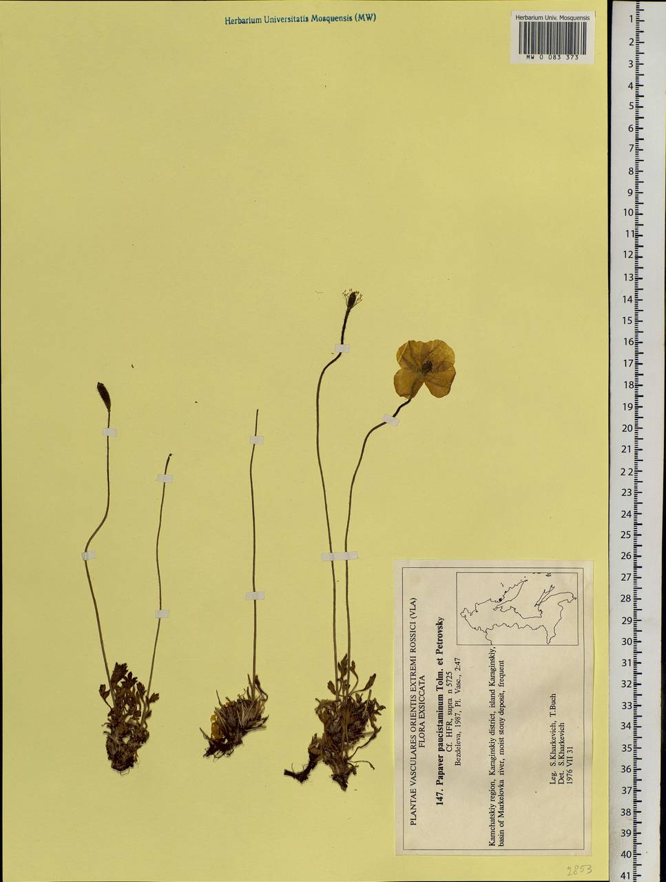 Papaver paucistaminum Tolm. & Petrovsky, Siberia, Chukotka & Kamchatka (S7) (Russia)