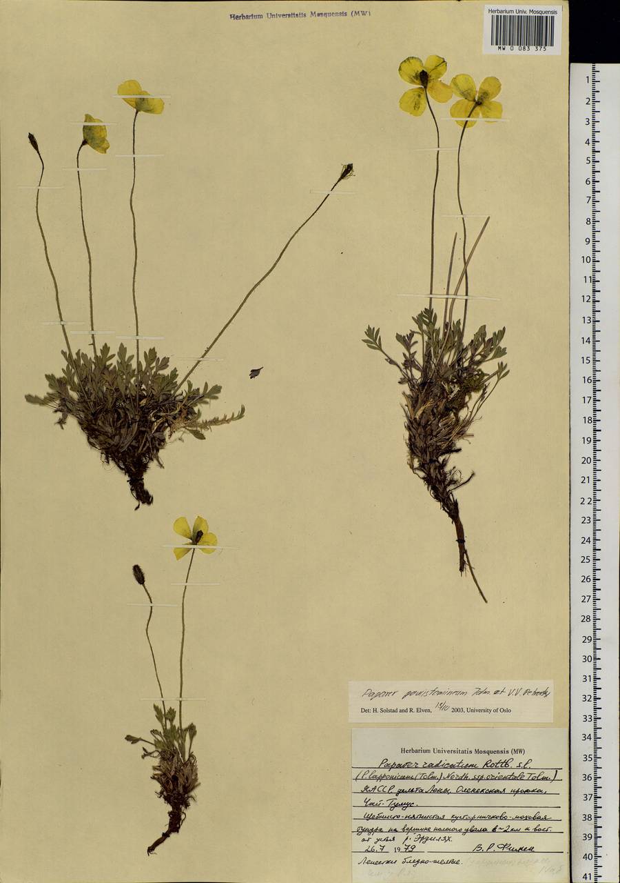 Papaver paucistaminum Tolm. & Petrovsky, Siberia, Yakutia (S5) (Russia)