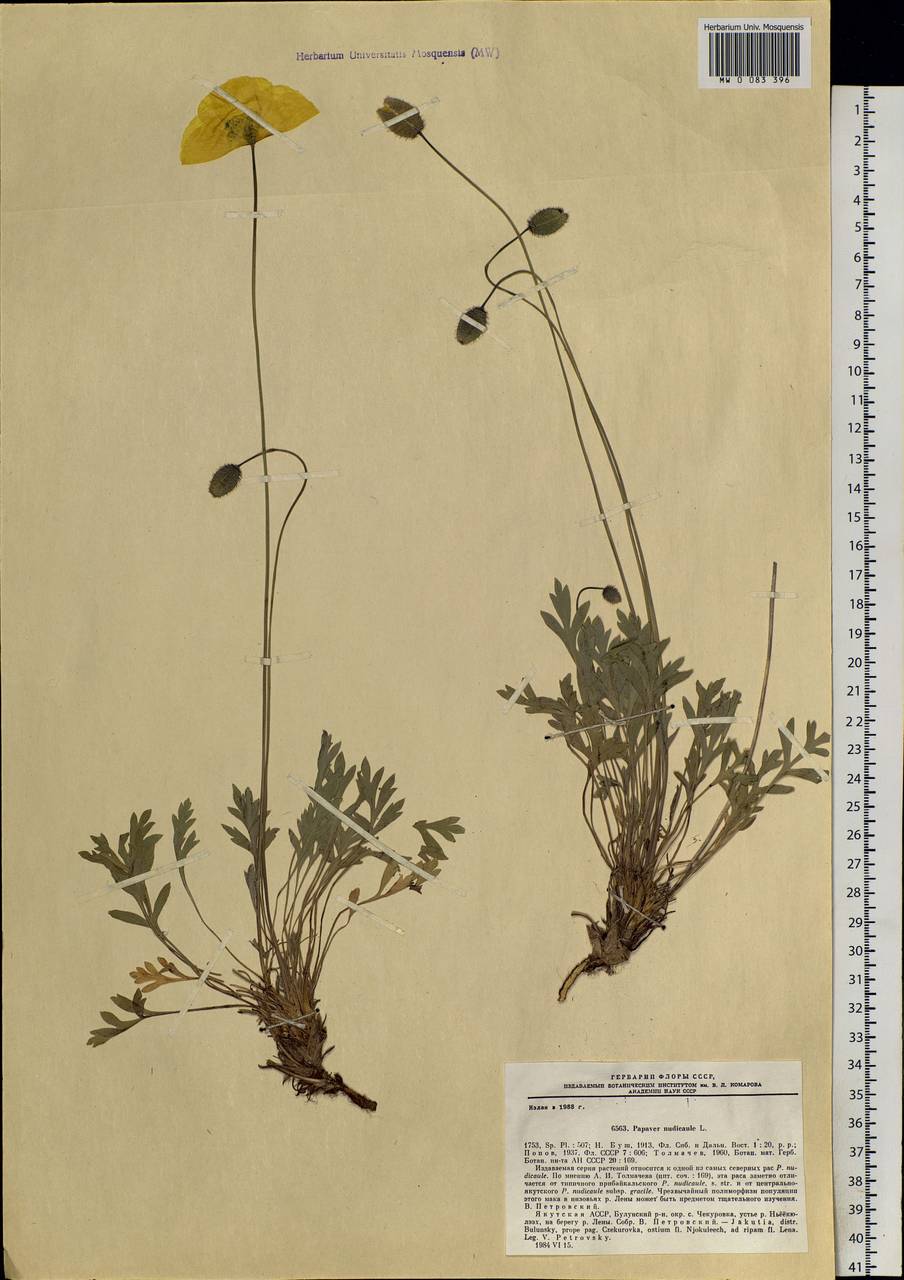 Oreomecon nudicaulis subsp. nudicaulis, Siberia, Yakutia (S5) (Russia)