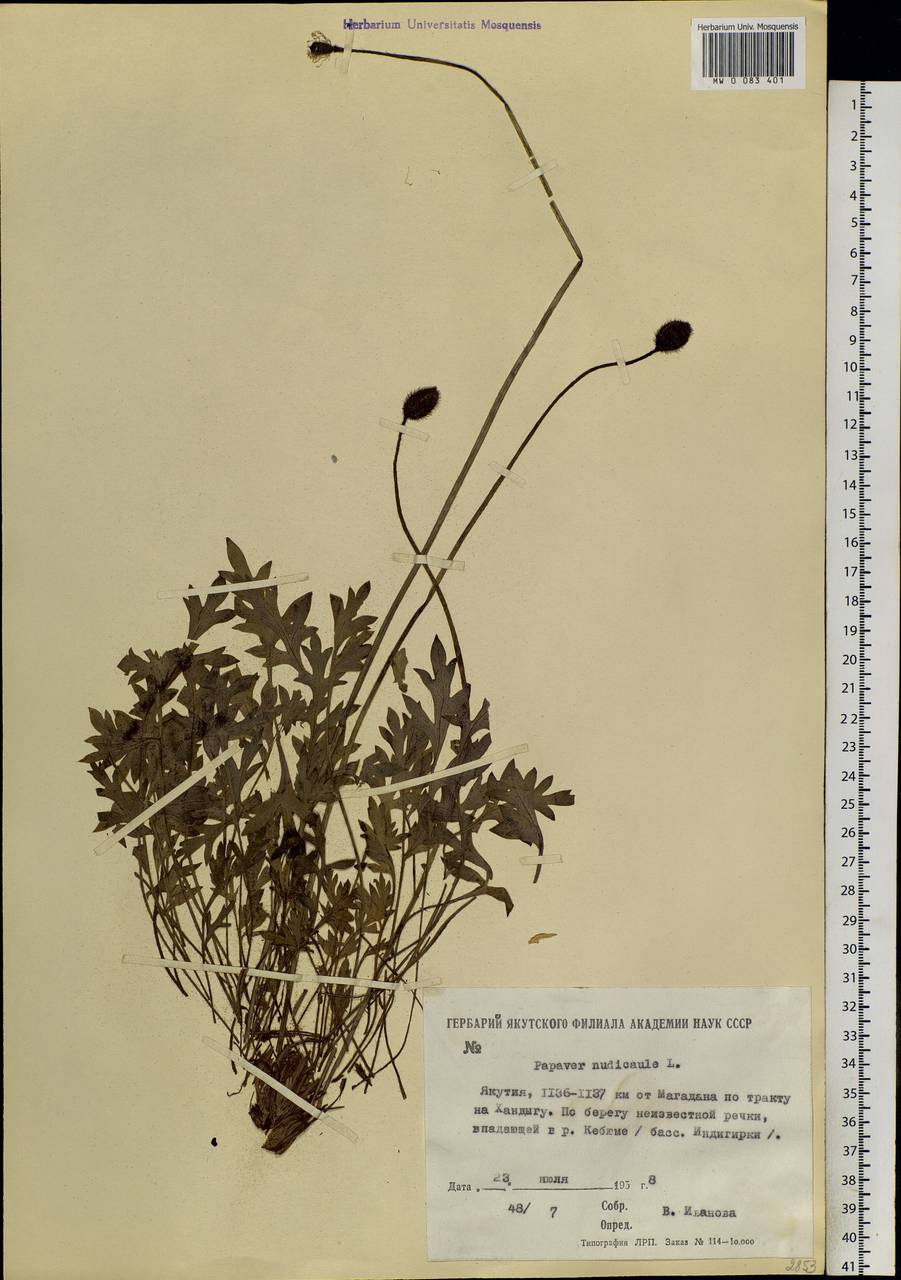 Papaver nudicaule, Siberia, Yakutia (S5) (Russia)
