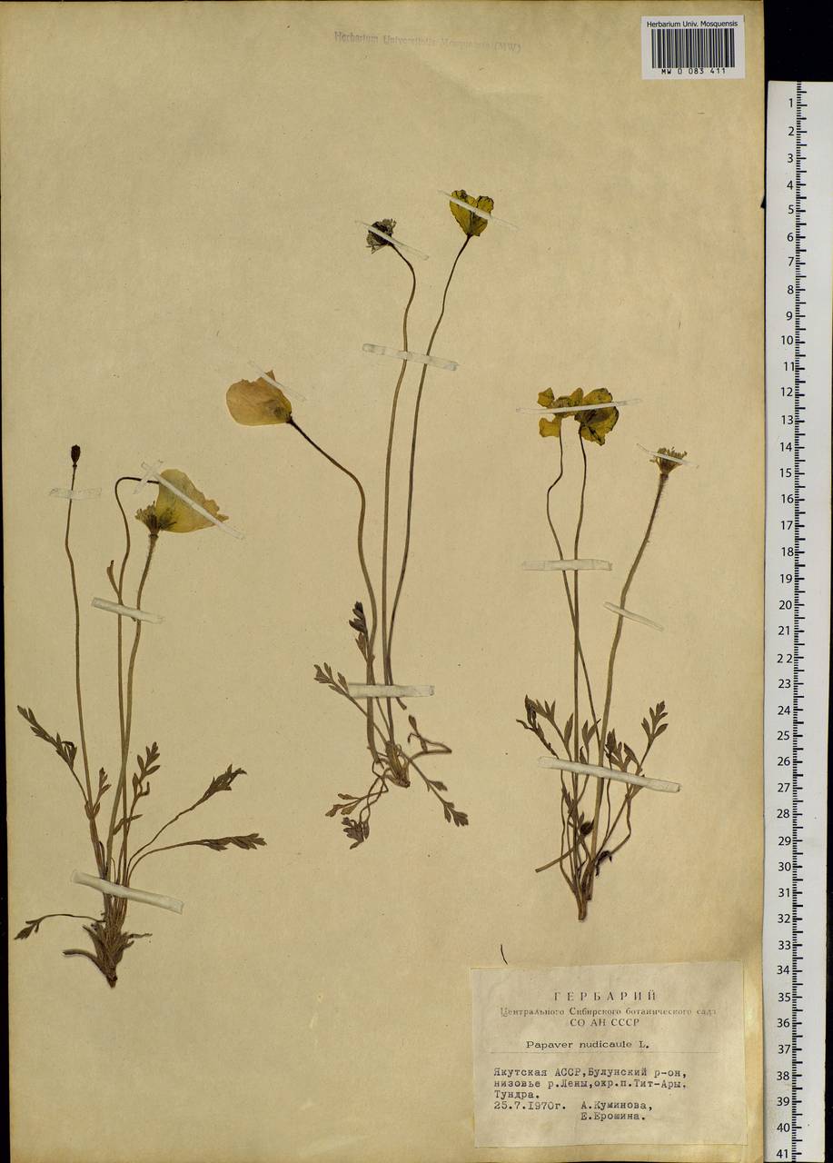 Oreomecon nudicaulis subsp. nudicaulis, Siberia, Yakutia (S5) (Russia)