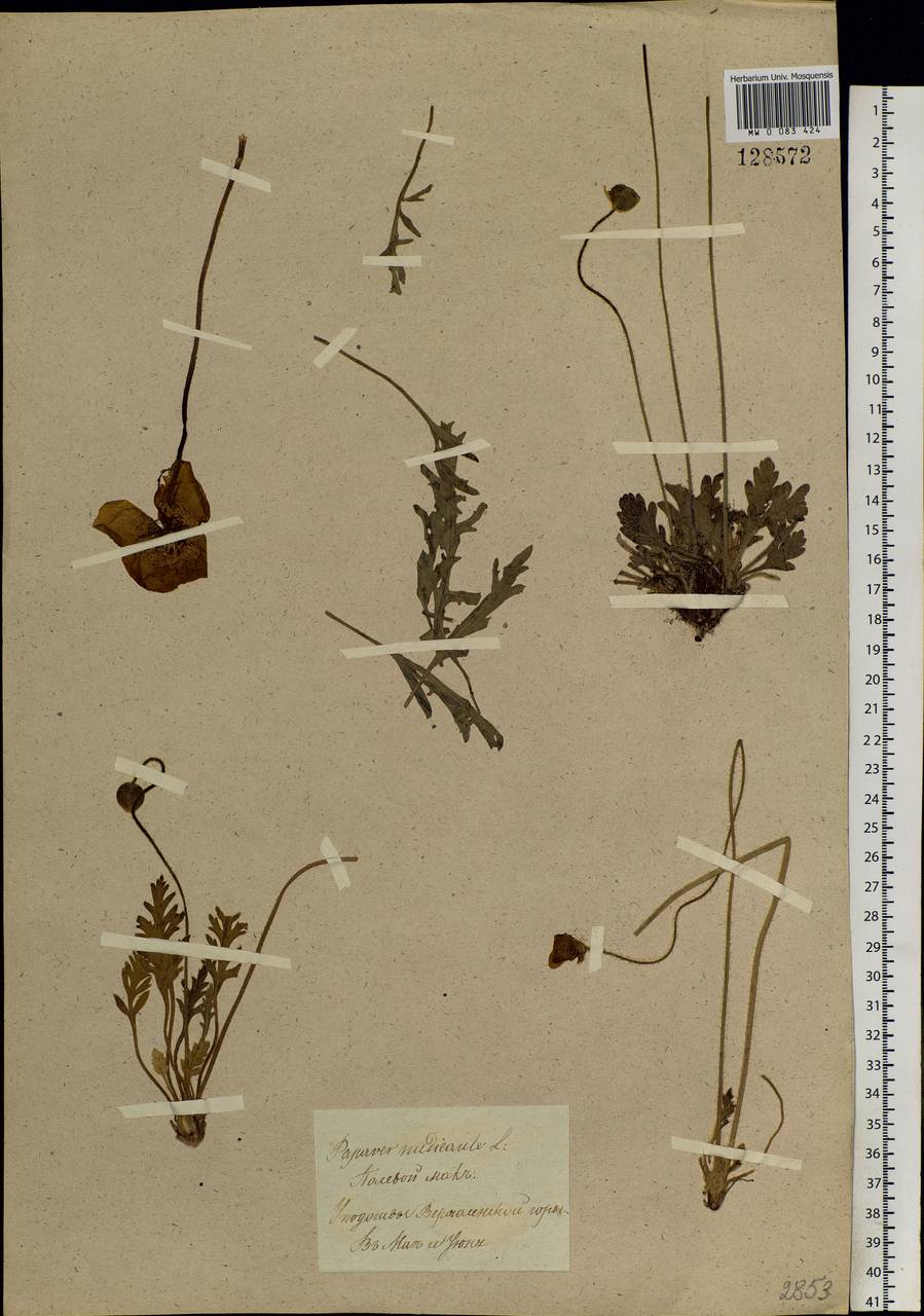 Papaver nudicaule, Siberia, Baikal & Transbaikal region (S4) (Russia)