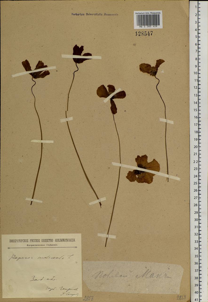 Papaver nudicaule L., Siberia, Baikal & Transbaikal region (S4) (Russia)