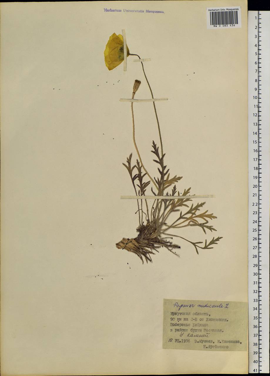 Papaver nudicaule, Siberia, Baikal & Transbaikal region (S4) (Russia)