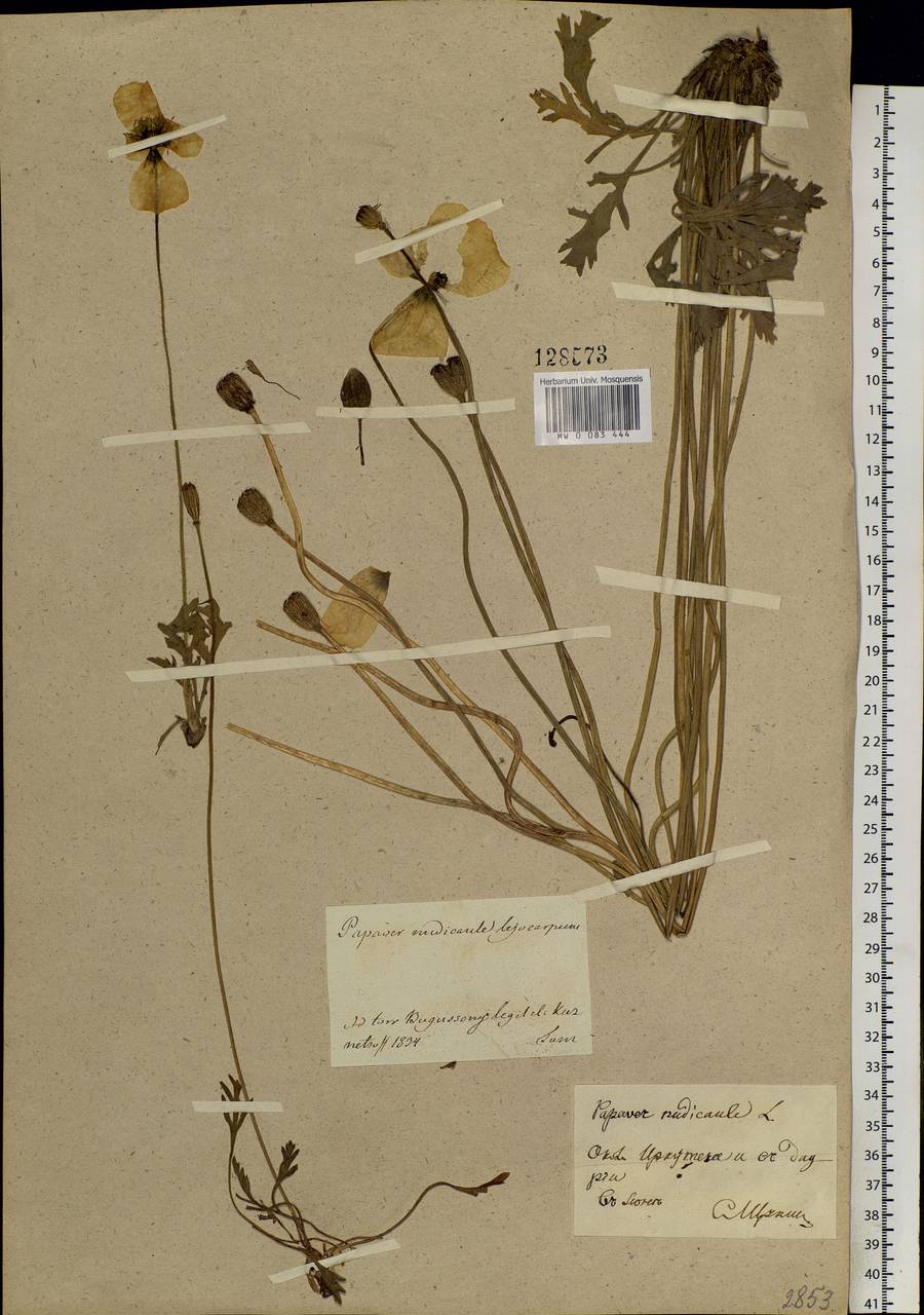 Papaver nudicaule, Siberia, Baikal & Transbaikal region (S4) (Russia)