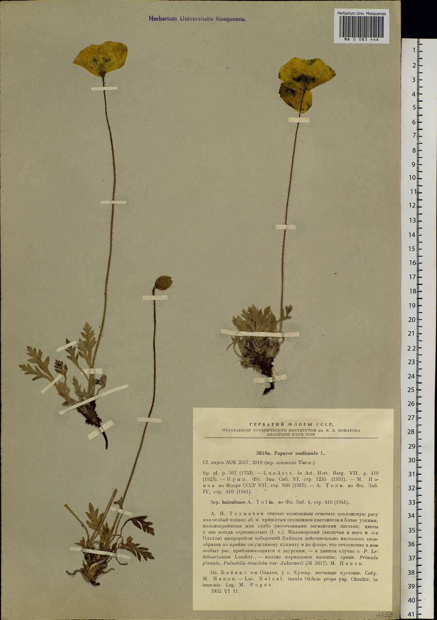 Papaver nudicaule L., Siberia, Baikal & Transbaikal region (S4) (Russia)