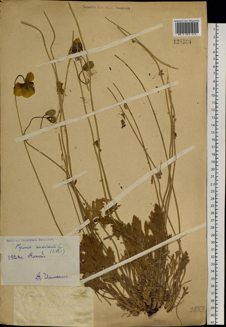 Papaver nudicaule, Siberia, Western (Kazakhstan) Altai Mountains (S2a) (Kazakhstan)