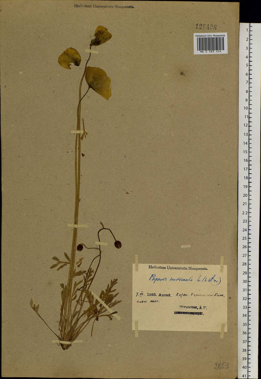 Papaver nudicaule L., Siberia, Western (Kazakhstan) Altai Mountains (S2a) (Kazakhstan)