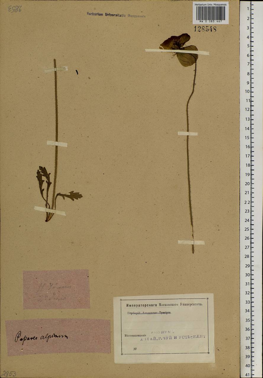 Papaver nudicaule L., Siberia, Altai & Sayany Mountains (S2) (Russia)