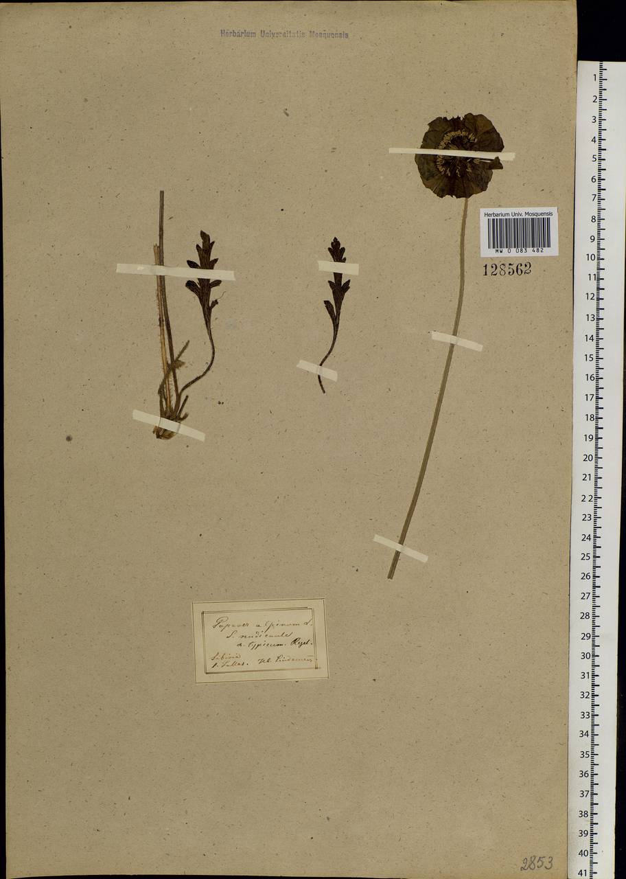 Papaver nudicaule, Siberia (no precise locality) (S0) (Russia)