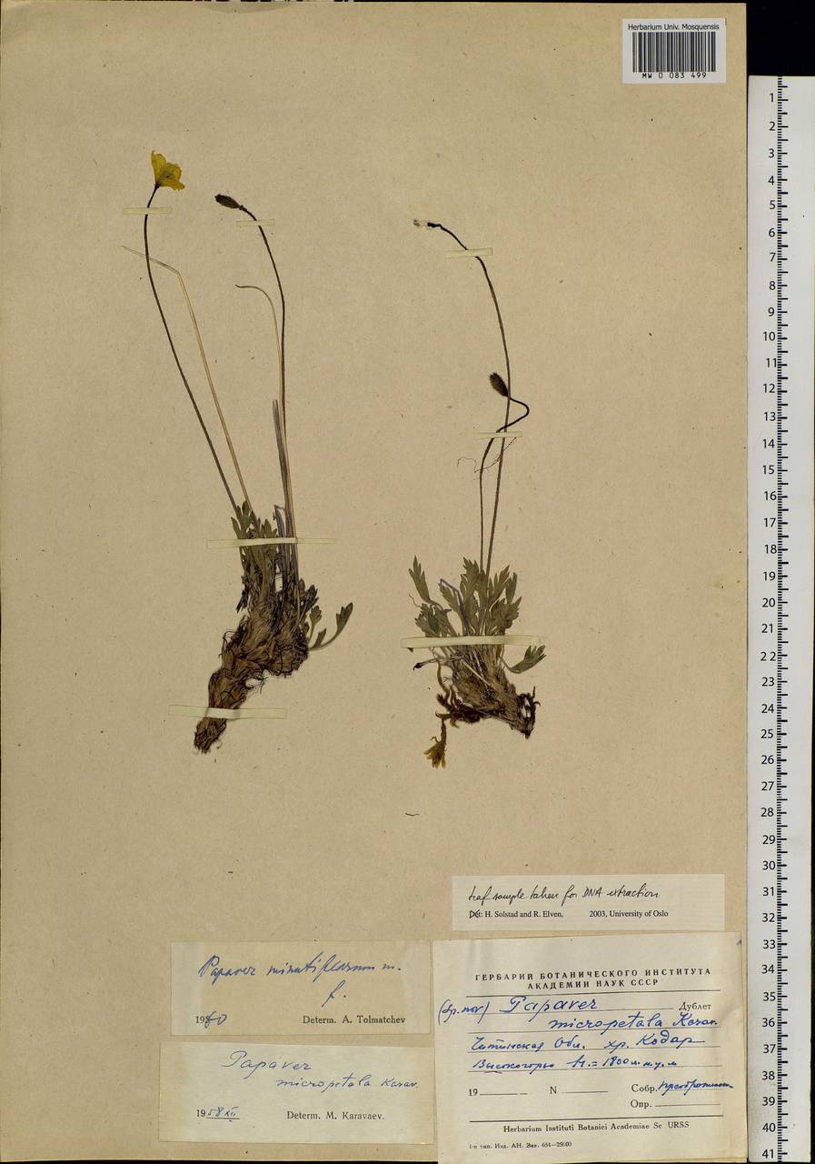 Oreomecon lapponica subsp. orientalis (Tolm.) Elvebakk & Bjerke, Siberia, Baikal & Transbaikal region (S4) (Russia)
