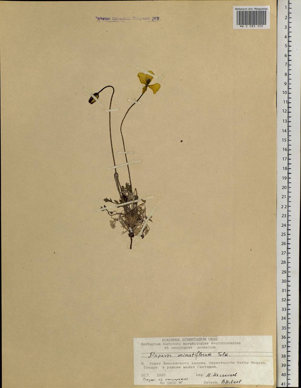 Oreomecon lapponica subsp. orientalis (Tolm.) Elvebakk & Bjerke, Siberia, Central Siberia (S3) (Russia)