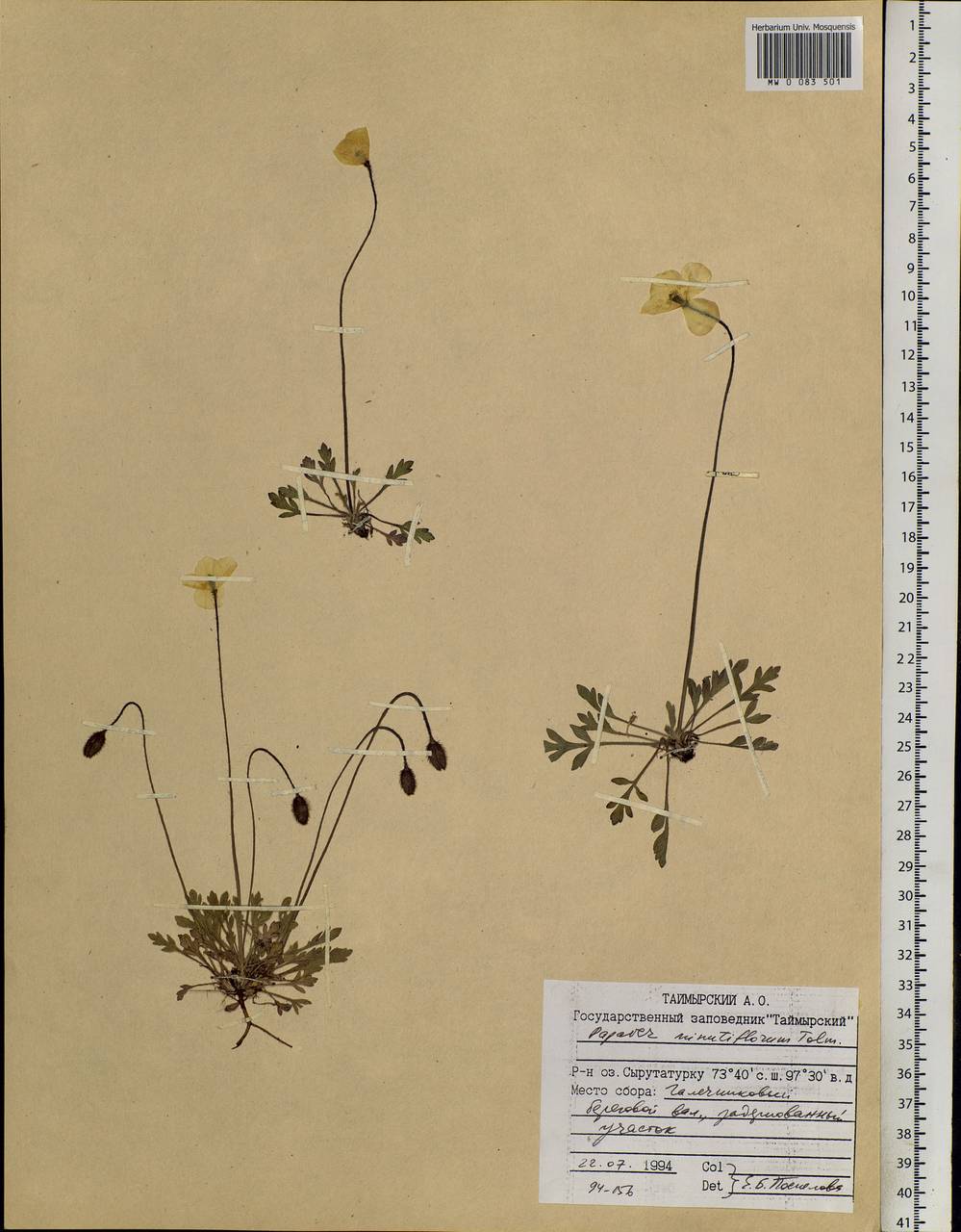 Papaver minutiflorum Tolm., Siberia, Central Siberia (S3) (Russia)