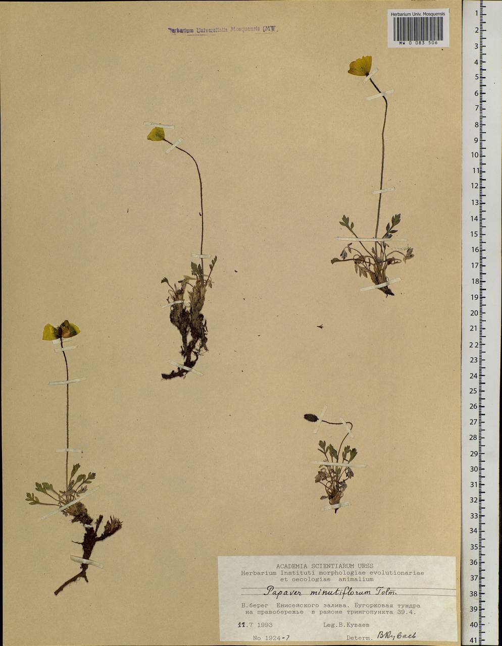 Oreomecon lapponica subsp. orientalis (Tolm.) Elvebakk & Bjerke, Siberia, Central Siberia (S3) (Russia)
