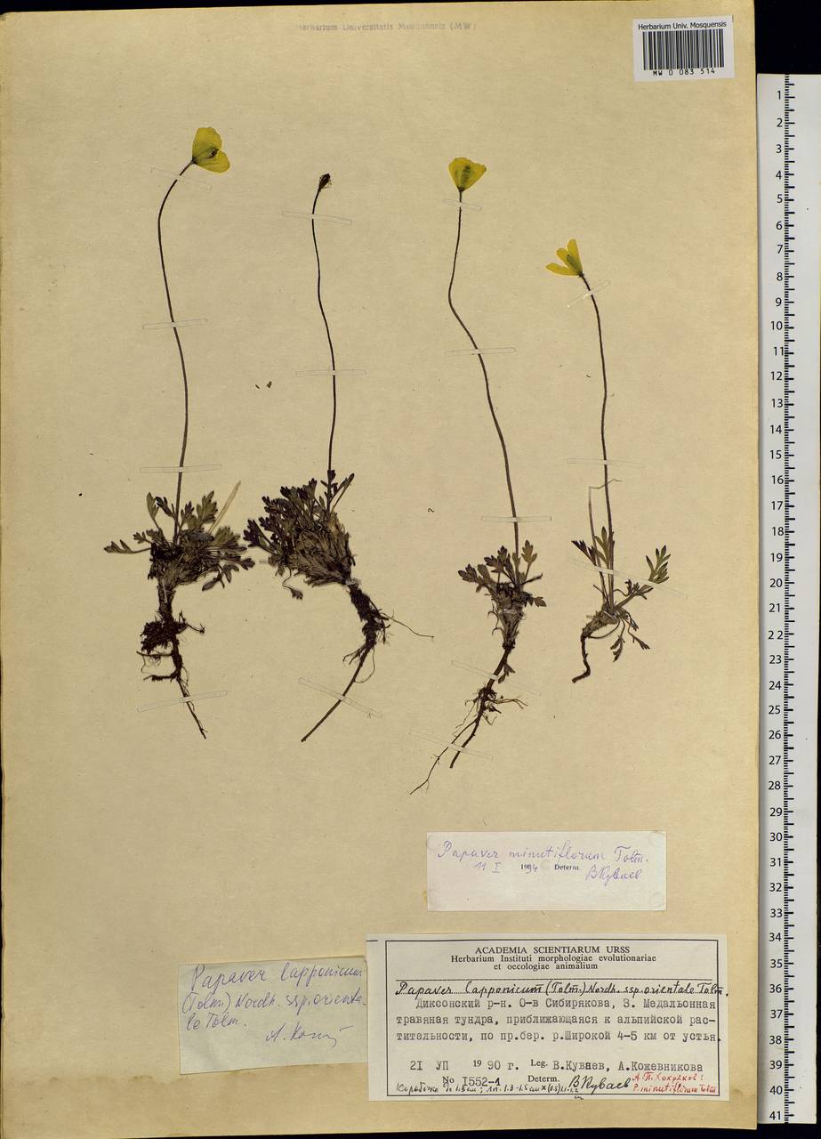 Papaver minutiflorum Tolm., Siberia, Central Siberia (S3) (Russia)