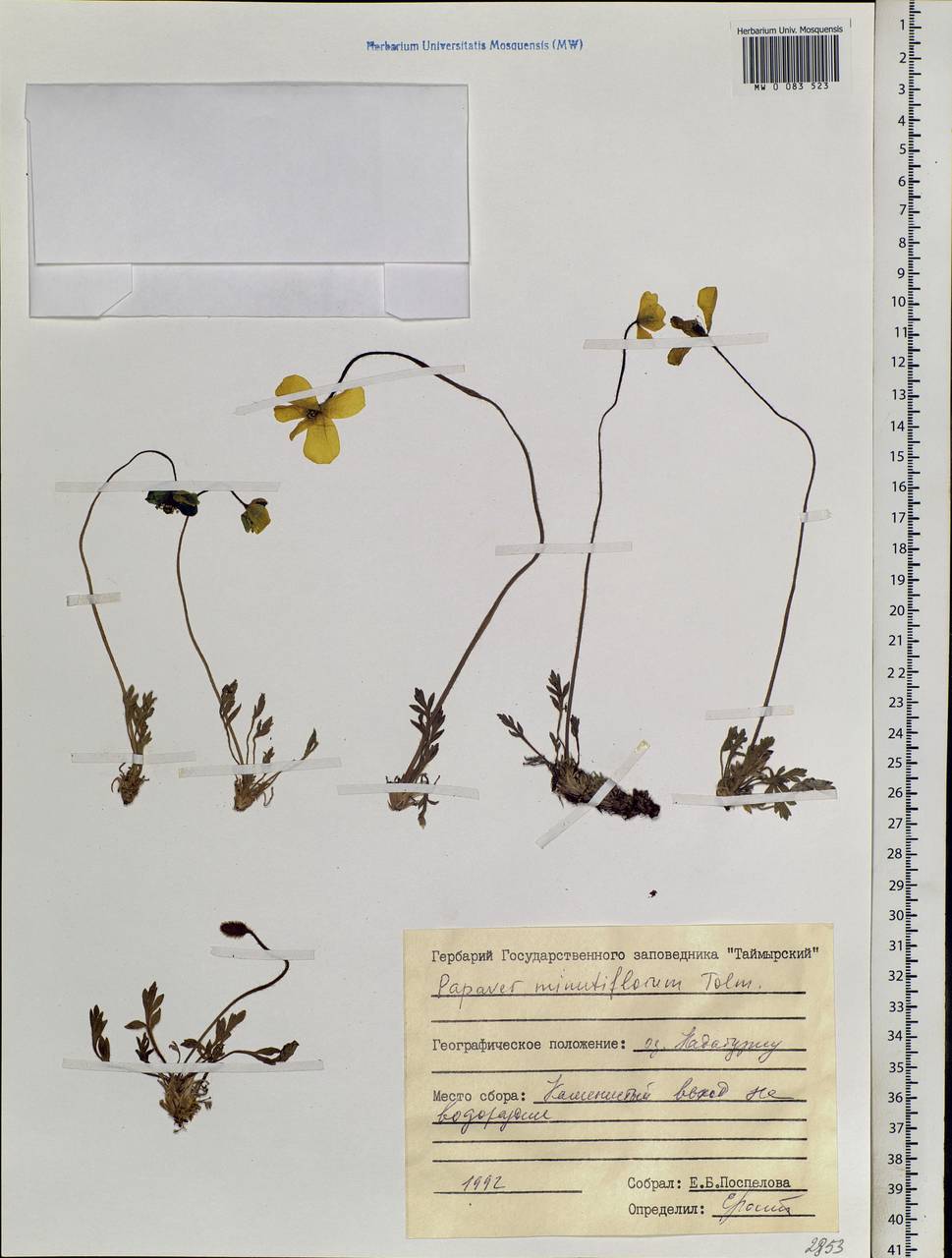 Papaver minutiflorum Tolm., Siberia, Central Siberia (S3) (Russia)