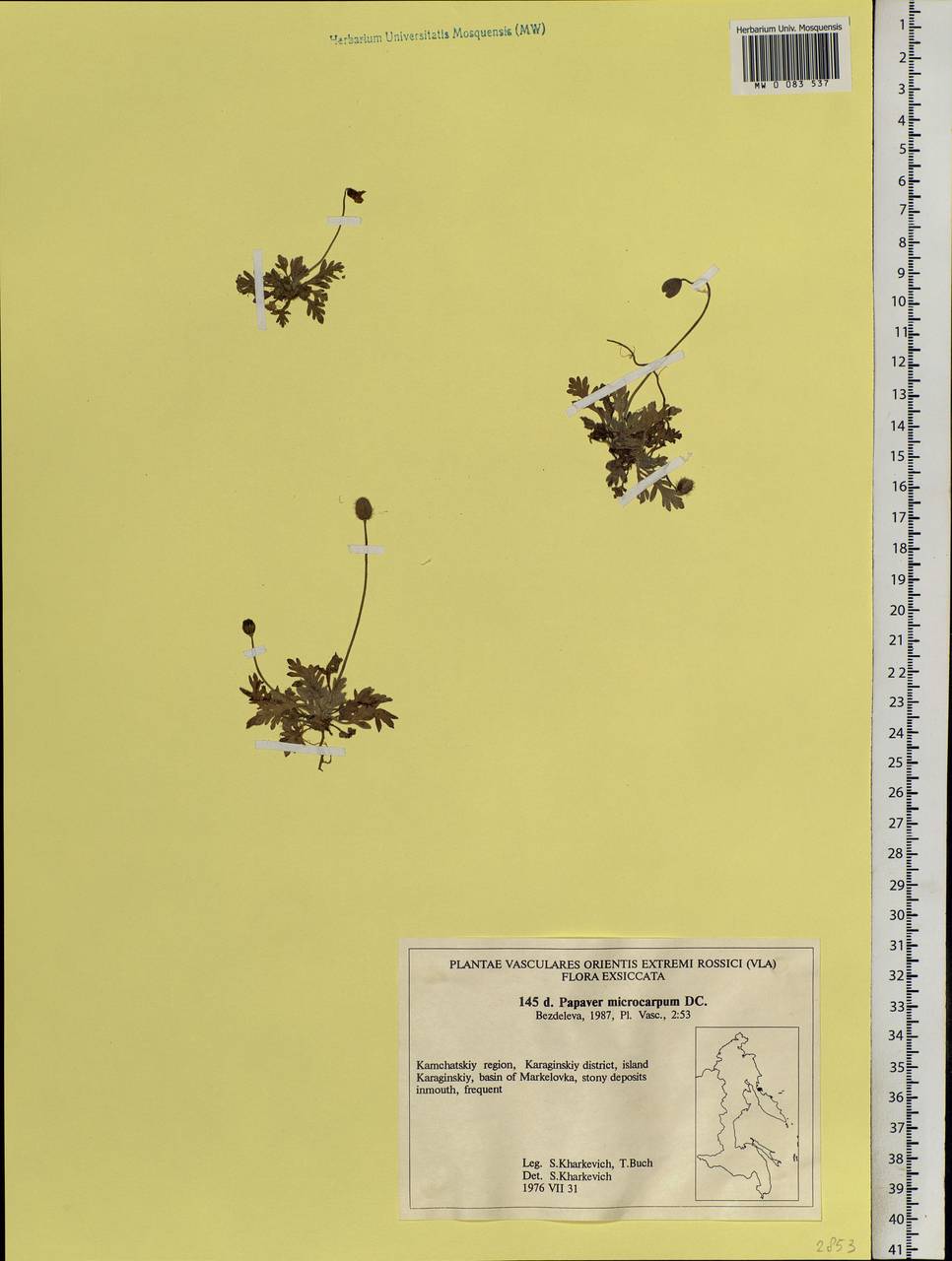 Oreomecon nudicaulis subsp. microcarpa (DC.) Grey-Wilson, Siberia, Chukotka & Kamchatka (S7) (Russia)