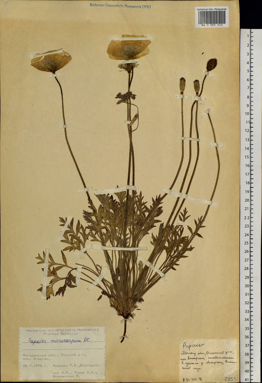 Oreomecon nudicaulis subsp. microcarpa (DC.) Grey-Wilson, Siberia, Chukotka & Kamchatka (S7) (Russia)