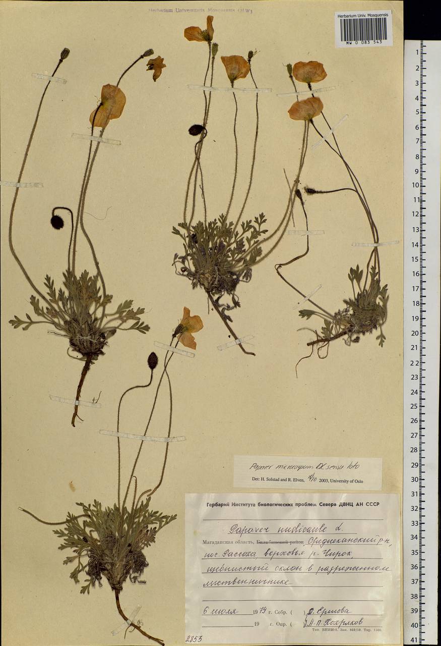 Oreomecon nudicaulis subsp. microcarpa (DC.) Grey-Wilson, Siberia, Chukotka & Kamchatka (S7) (Russia)