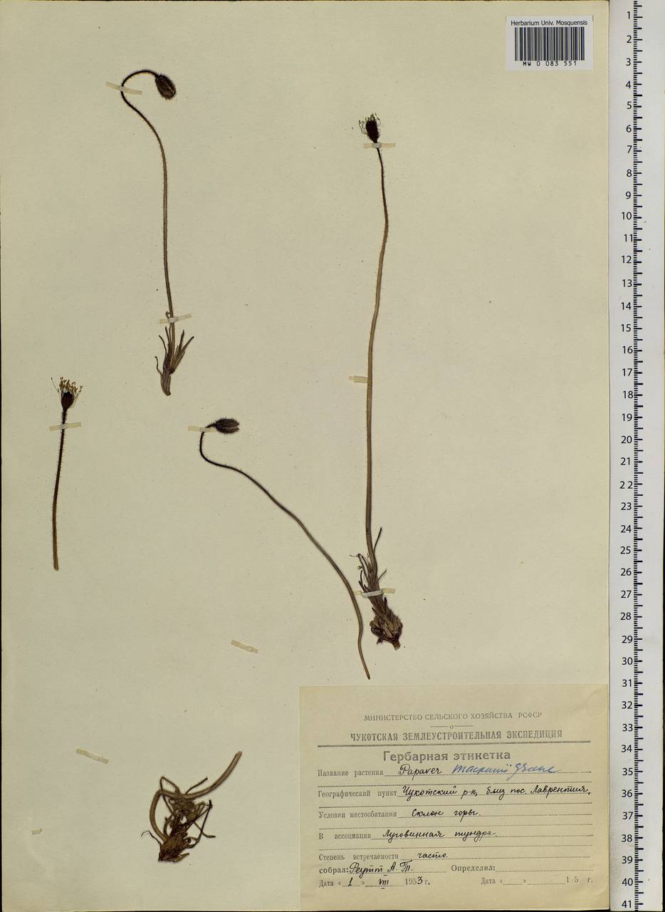Papaver macounii subsp. discolor (Hultén) Rändel ex D. F. Murray, Siberia, Chukotka & Kamchatka (S7) (Russia)