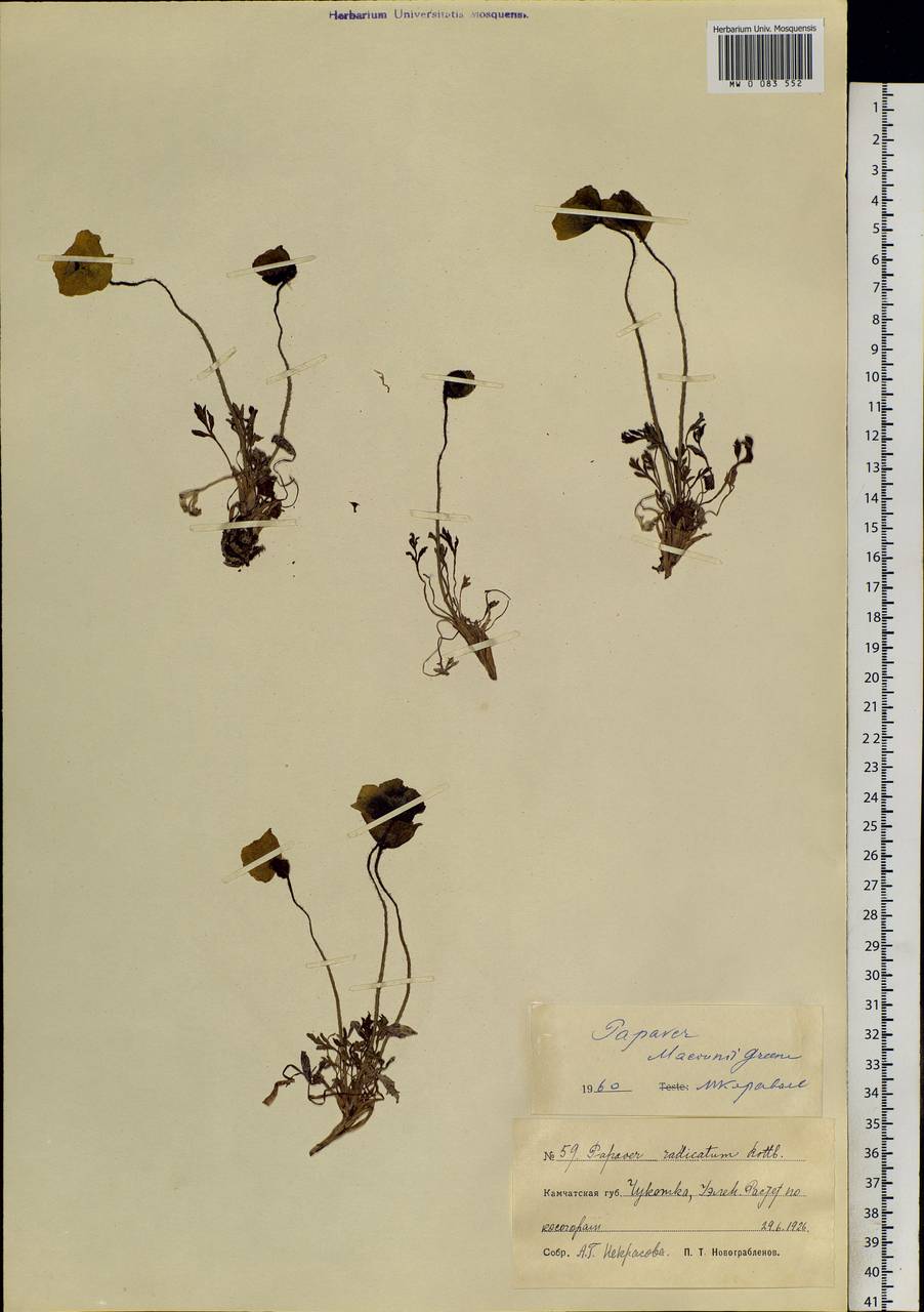 Papaver macounii subsp. discolor (Hultén) Rändel ex D. F. Murray, Siberia, Chukotka & Kamchatka (S7) (Russia)