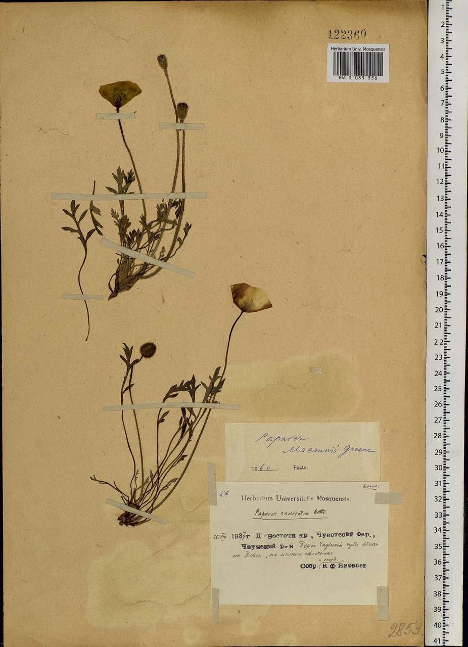 Papaver macounii subsp. discolor (Hultén) Rändel ex D. F. Murray, Siberia, Chukotka & Kamchatka (S7) (Russia)