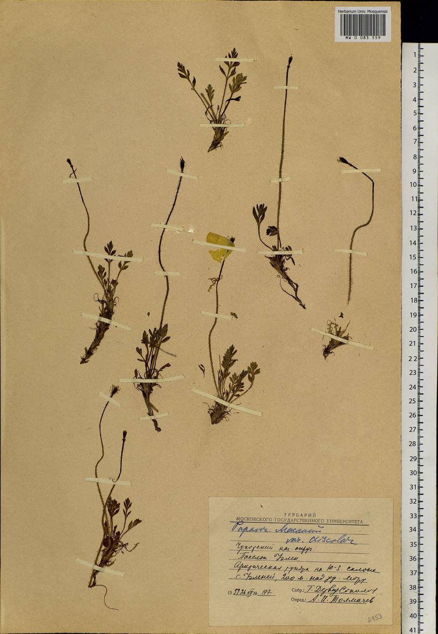 Papaver macounii subsp. discolor (Hultén) Rändel ex D. F. Murray, Siberia, Chukotka & Kamchatka (S7) (Russia)