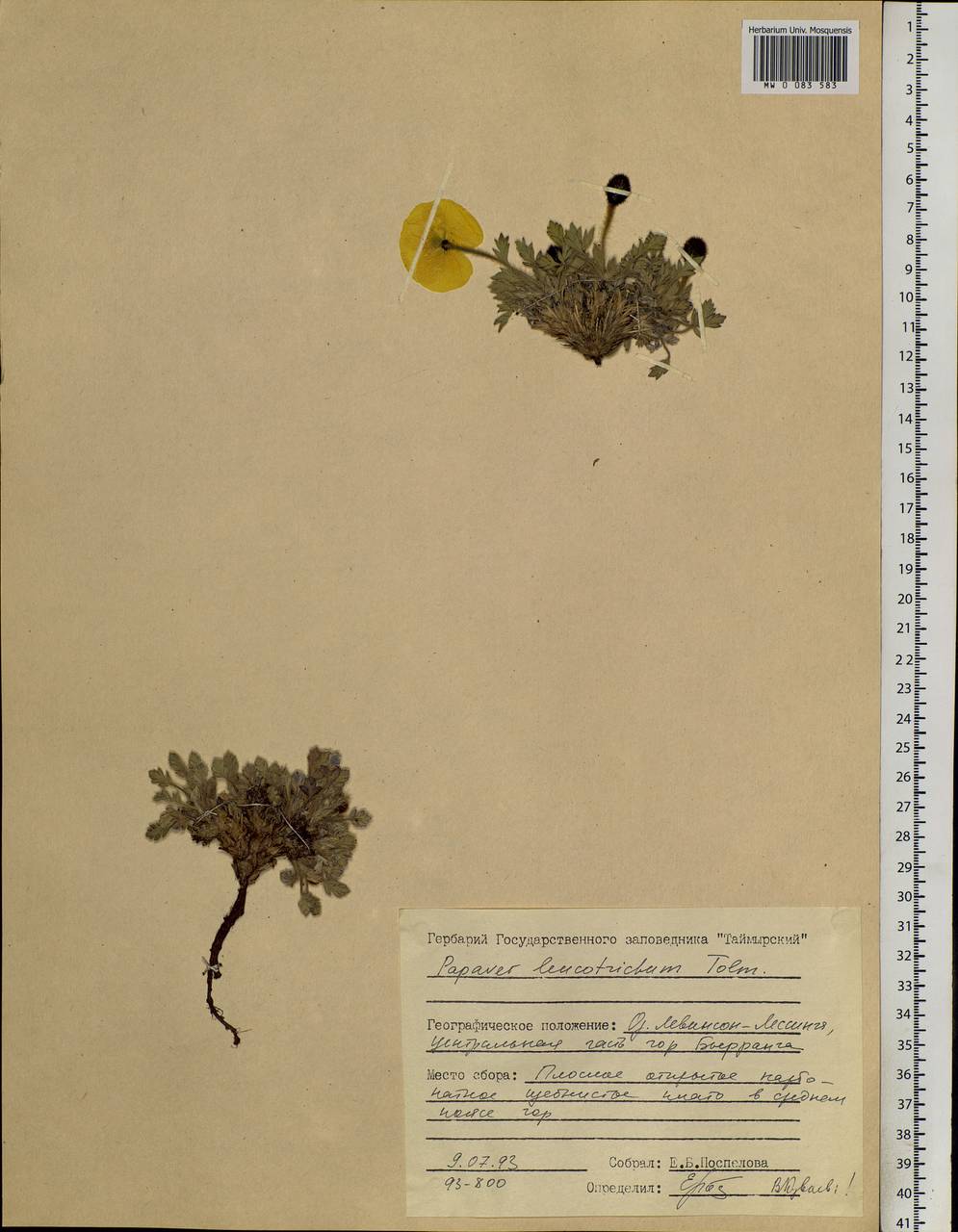 Papaver leucotrichum Tolm., Siberia, Central Siberia (S3) (Russia)