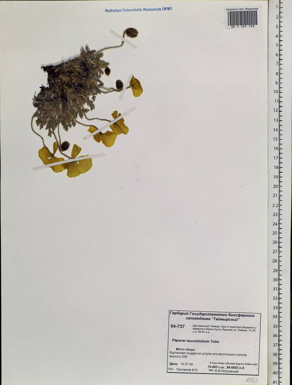 Papaver leucotrichum Tolm., Siberia, Central Siberia (S3) (Russia)