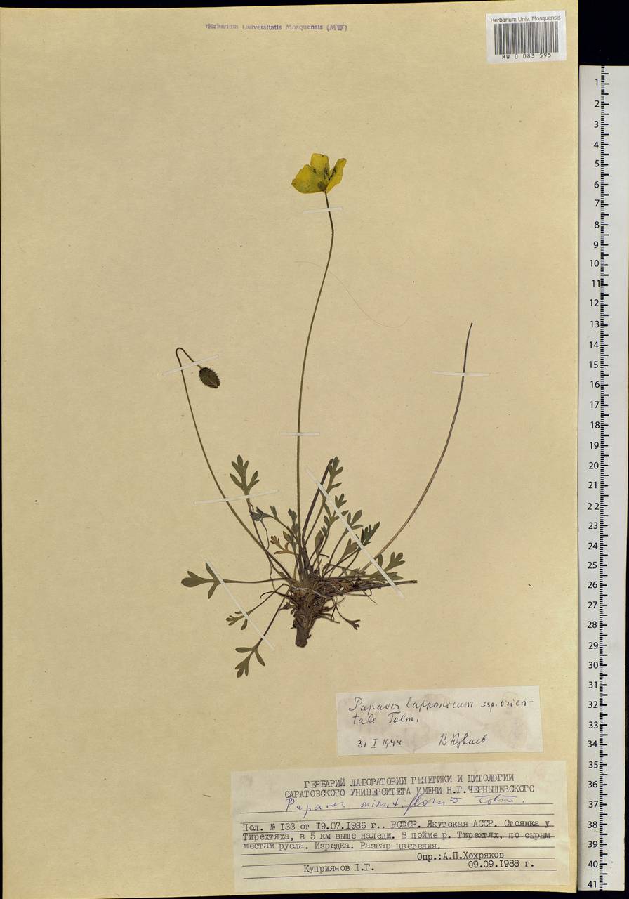 Oreomecon lapponica (Tolm.) Galasso, Banfi & Bartolucci, Siberia, Yakutia (S5) (Russia)