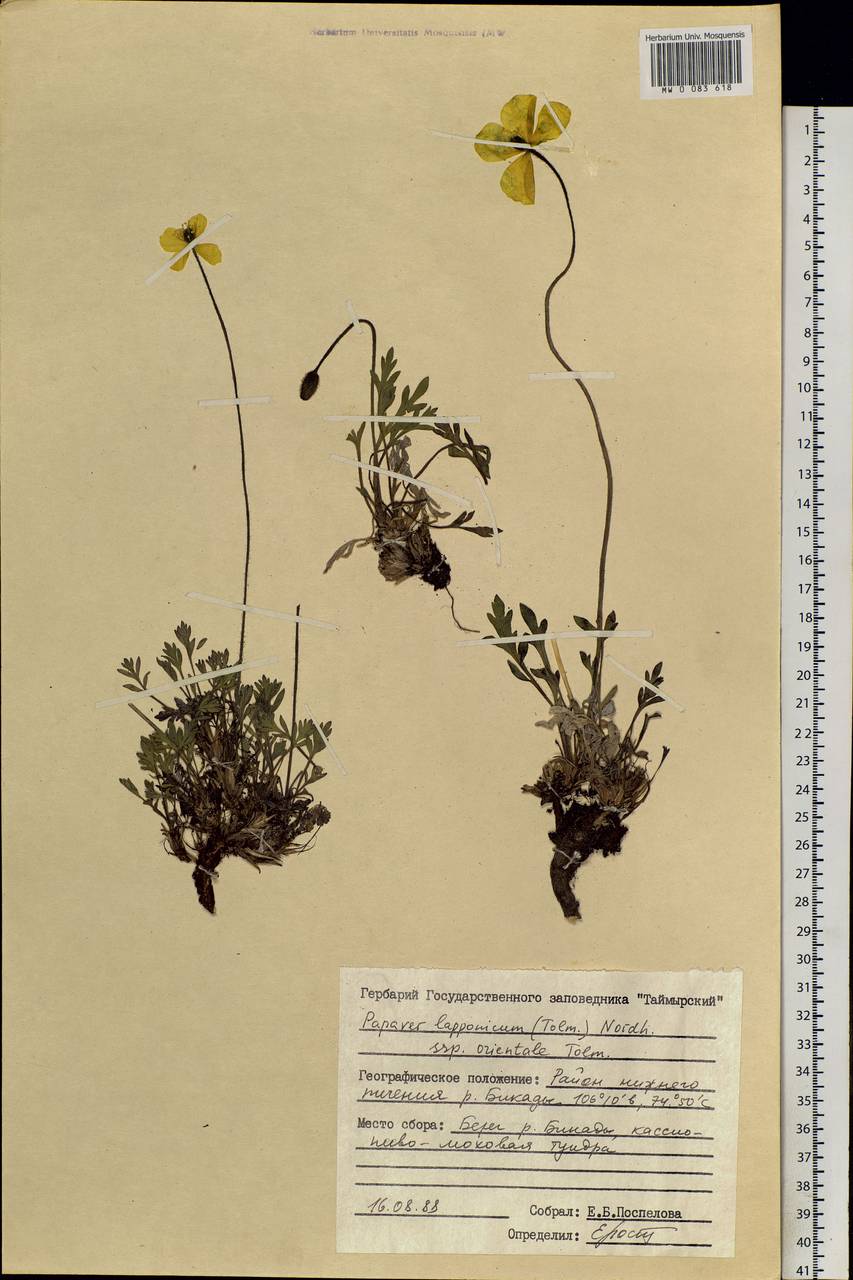 Oreomecon lapponica (Tolm.) Galasso, Banfi & Bartolucci, Siberia, Central Siberia (S3) (Russia)