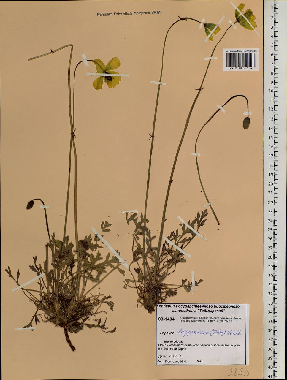 Oreomecon lapponica (Tolm.) Galasso, Banfi & Bartolucci, Siberia, Central Siberia (S3) (Russia)