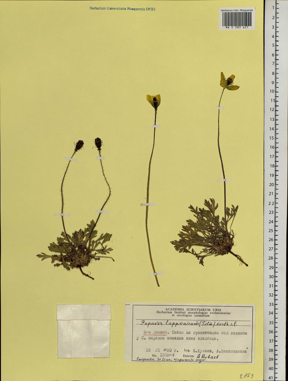 Oreomecon lapponica (Tolm.) Galasso, Banfi & Bartolucci, Siberia, Central Siberia (S3) (Russia)